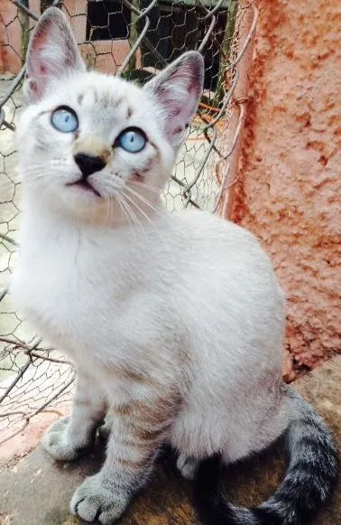 Gato ra a SRD idade  nome Tiger ,Sherikan,Klaus