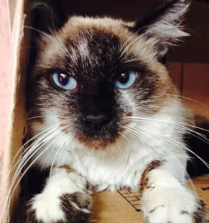 Gato raça SRD idade 7 a 11 meses nome Romeu