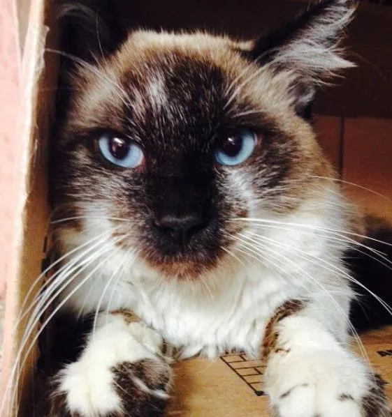 Gato ra a SRD idade 7 a 11 meses nome Romeu