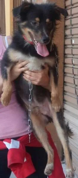 Cachorro raça mestiça idade 3 anos nome faisca 