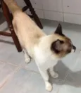 Ninó