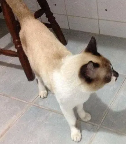 Gato raça mestiço com siamês idade 7 a 11 meses nome Ninó