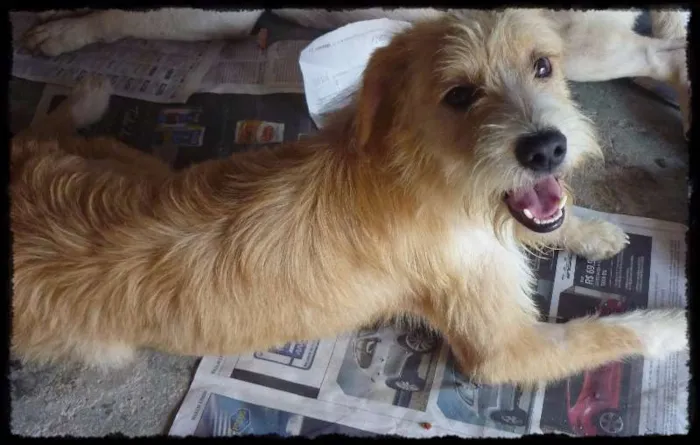 Cachorro ra a SRD idade 1 ano nome Estopa