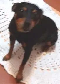 Cachorro raça Picher idade 3 anos nome Fred