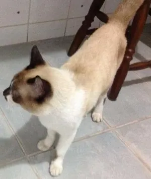 Gato raça mestiço com siamês idade 7 a 11 meses nome Ninó