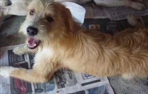 Cachorro raça SRD idade 1 ano nome Estopa