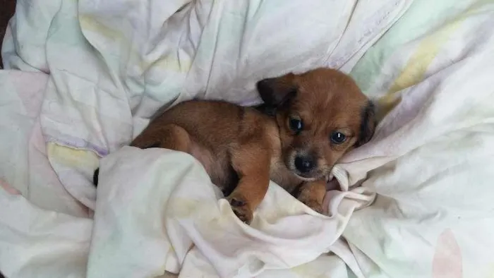 Cachorro ra a misturado idade Abaixo de 2 meses nome escolha