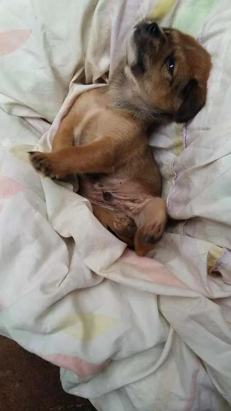 Cachorro ra a misturado idade Abaixo de 2 meses nome escolha