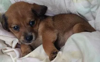 Cachorro ra a misturado idade Abaixo de 2 meses nome escolha