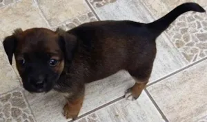 Cachorro raça misturado idade  nome bebe