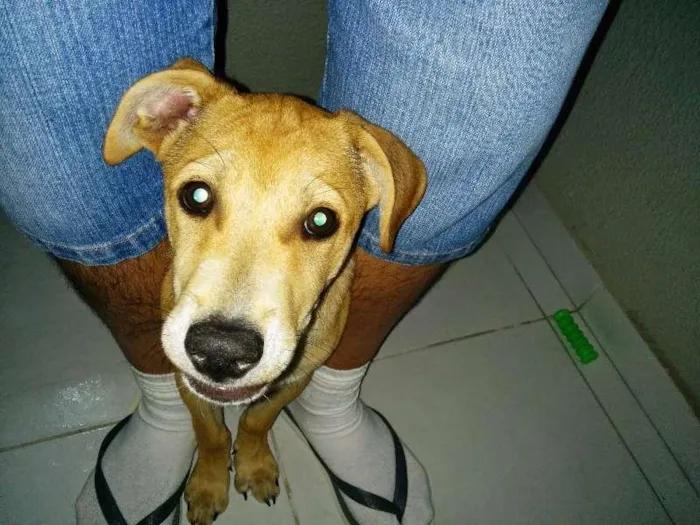 Cachorro ra a SRD idade 7 a 11 meses nome Kotoco