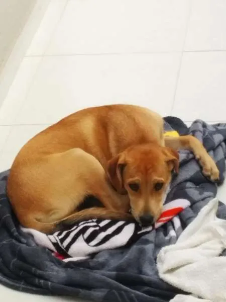 Cachorro ra a SRD idade 7 a 11 meses nome Kotoco