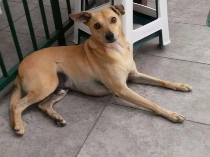 Cachorro ra a SRD idade 6 ou mais anos nome Turim