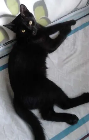 Gato raça vira-lata idade 2 a 6 meses nome Xaniko