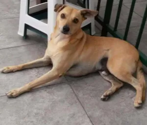 Cachorro raça SRD idade 6 ou mais anos nome Turim