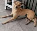 Cachorro raça SRD idade 6 ou mais anos nome Turim