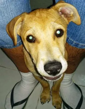 Cachorro raça SRD idade 7 a 11 meses nome Kotoco