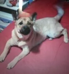 Cachorro raça Pastor Alemão idade 1 ano nome MEGAN