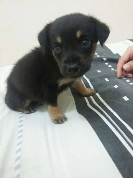 Cachorro ra a srd idade Abaixo de 2 meses nome 0