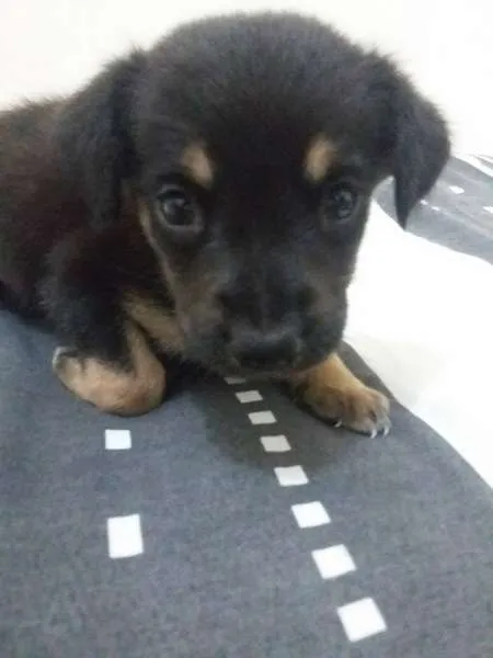 Cachorro ra a srd idade Abaixo de 2 meses nome 0