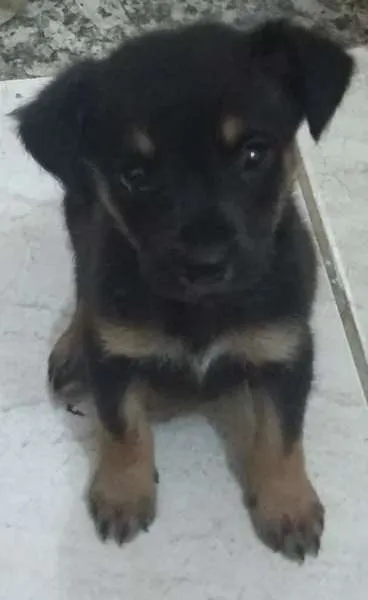 Cachorro ra a srd idade Abaixo de 2 meses nome 0