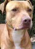 Cachorro raça Pit-Bull idade 2 anos nome Ringo