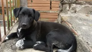 Cachorro raça SRD idade 1 ano nome Preta