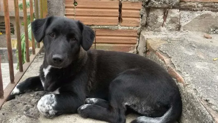 Cachorro ra a SRD idade 1 ano nome Preta