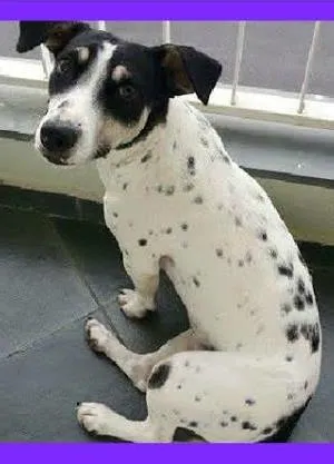 Cachorro ra a SRD idade 1 ano nome Julieta