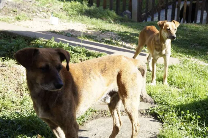 Cachorro ra a viralatas idade 3 anos nome sem nome