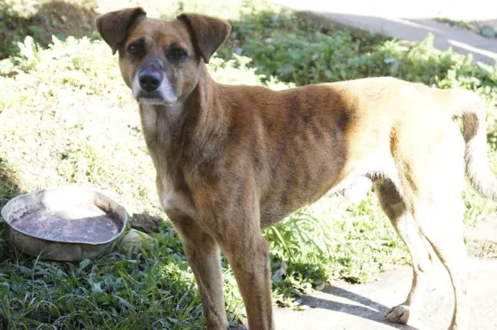 Cachorro ra a viralatas idade 3 anos nome sem nome