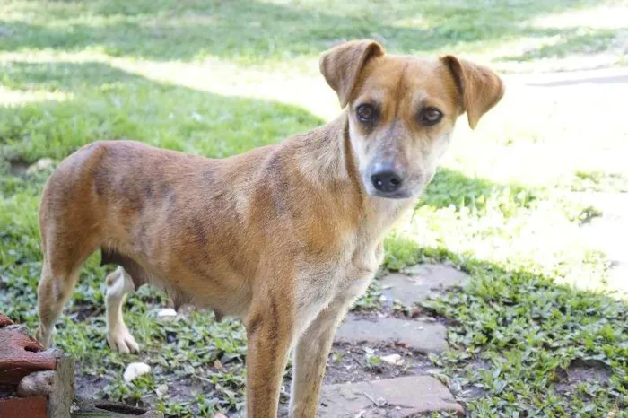 Cachorro ra a viralatas idade 3 anos nome sem nome