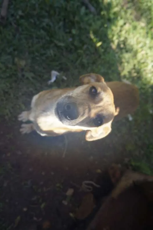 Cachorro ra a viralatas idade 3 anos nome sem nome