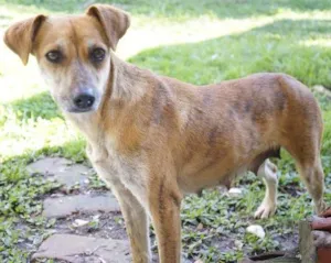 Cachorro raça viralatas idade 3 anos nome sem nome