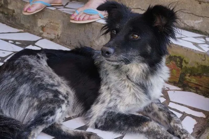 Cachorro ra a viralatas idade 3 anos nome sem nome