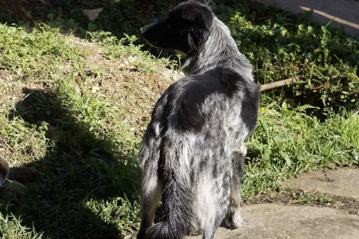 Cachorro ra a viralatas idade 3 anos nome sem nome