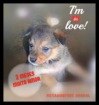 Cachorro ra a sem reça idade Abaixo de 2 meses nome Amor