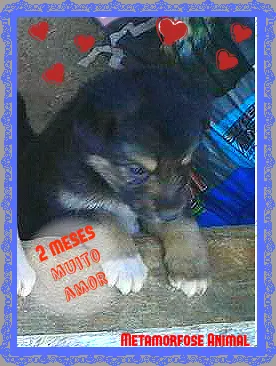 Cachorro raça original idade Abaixo de 2 meses nome Doce