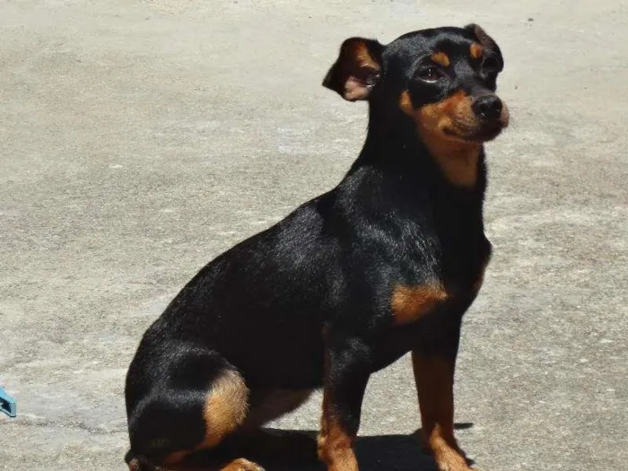 Cachorro ra a Pinscher idade 3 anos nome Panta