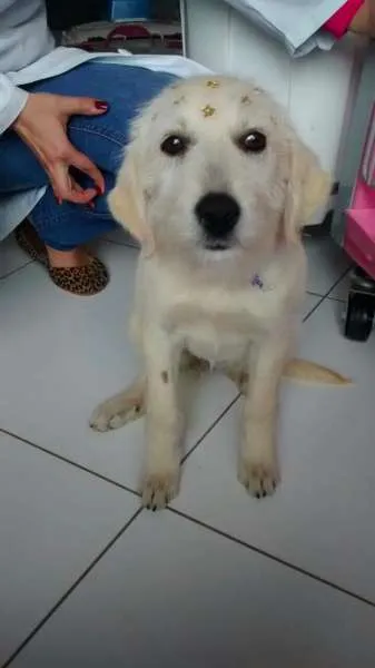 Cachorro ra a Original idade 2 a 6 meses nome Leide
