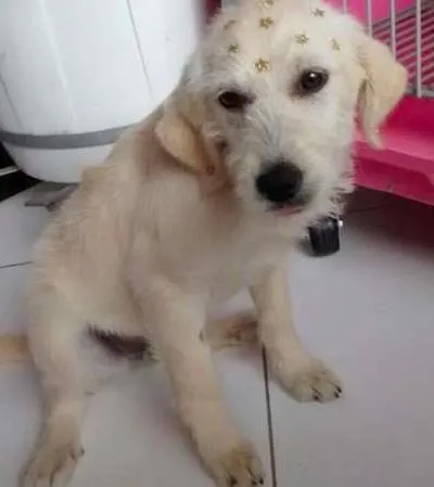 Cachorro ra a Original idade 2 a 6 meses nome Leide