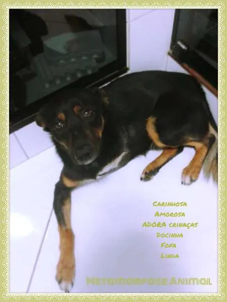 Cachorro ra a original idade 1 ano nome Pandora