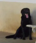 Barão