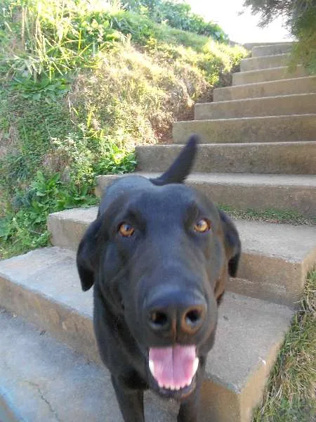 Cachorro ra a Pastor Alemão idade 2 anos nome Barão