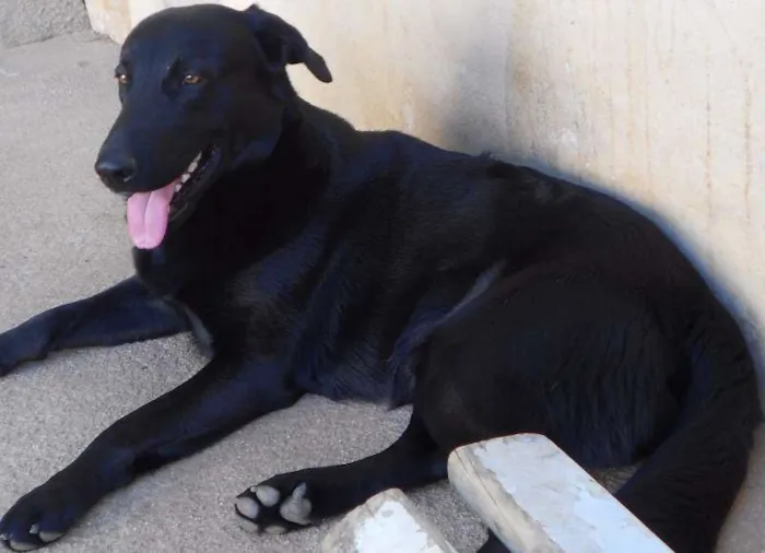 Cachorro ra a Pastor Alemão idade 2 anos nome Barão