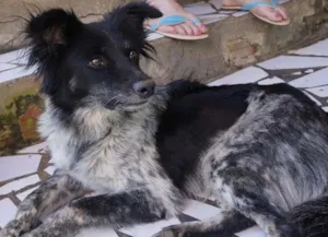 Cachorro raça viralatas idade 3 anos nome sem nome