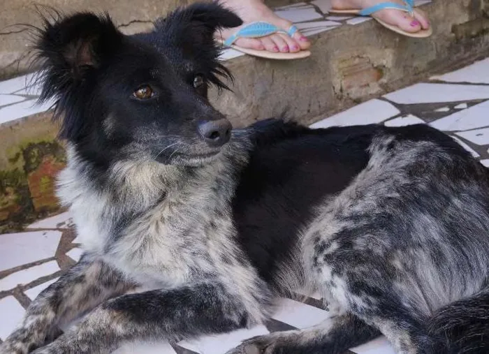 Cachorro ra a viralatas idade 3 anos nome sem nome