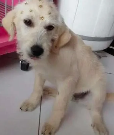 Cachorro ra a Original idade 2 a 6 meses nome Leide