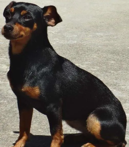 Cachorro ra a Pinscher idade 3 anos nome Panta
