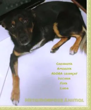 Cachorro raça original idade 1 ano nome Pandora
